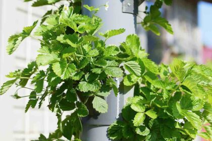 hydroponic setups